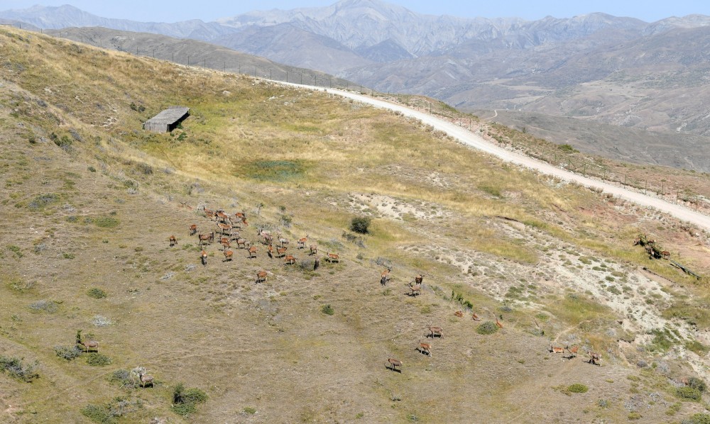 Prezident İlham Əliyev və birinci xanım Mehriban Əliyeva Şamaxı Safari Parkında olublar